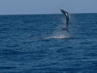 san-carlos-fishing