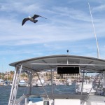 Explore San Carlos: Tours