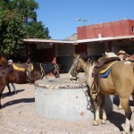 Astrid's horseback riding in San Carlos