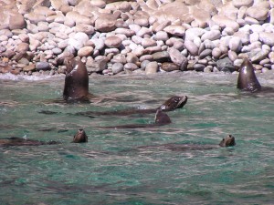 SSan Pedro Island sonora