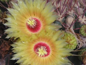 cacti flower