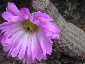 cacti flower