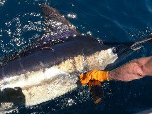 fishing san carlos