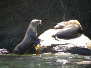 Rodolfo Monteros sealions at San Pedro