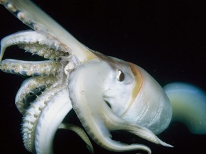 humboldt squid