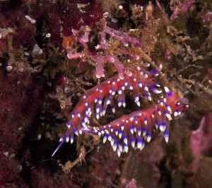 Nudibranchs san carlos sonora mexico dive report