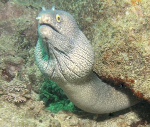 moray eel dive report