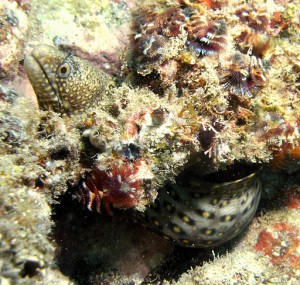 Nudibranchs san carlos sonora mexico dive report