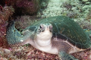 turtle dive report san carlos sonora mexico