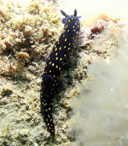 chromodorid