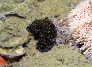 dive report flatworm