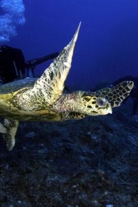 san carlos dive report turtle