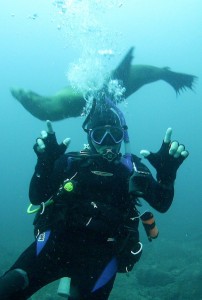 diving with sealion