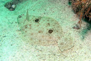 flounder