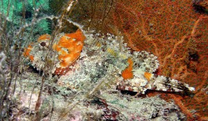 scorpion fish