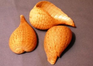 Ficus Ventricosa conch