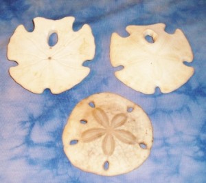 Sand Dollars