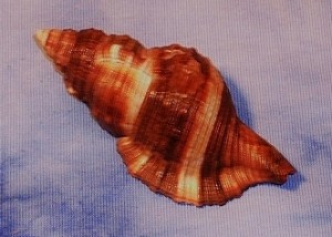 Common Hairy Triton conch