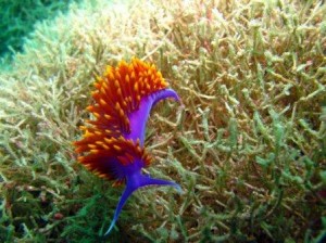 Nudibranch Mexican Dancer — at Isla Venado, San Carlos, Mexico.