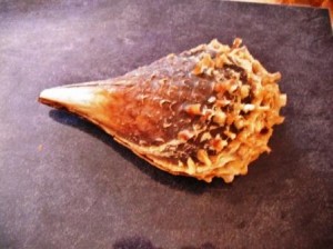 Penis Rugoso shell