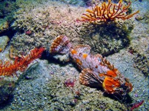 dive report stone fish
