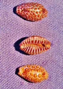 conch corner Buttow Cowrie