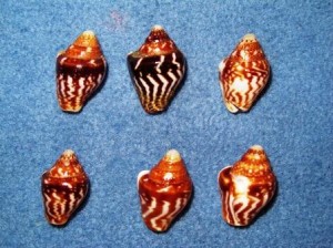 Dove Shells