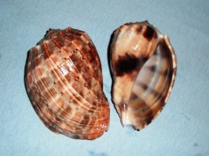 Conch Harp Shell 2 January 20 2013