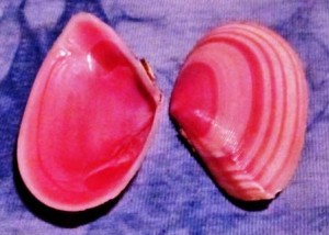 conch corner Rose Petal Tellin lineata