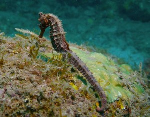 seahorse dive report